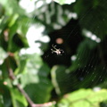 spider Obwh EP20