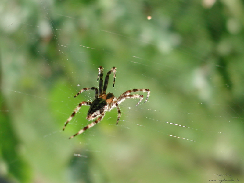 spiderObW_EP29.jpg