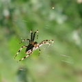 spider Obwh EP29